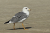 Larus armenicus