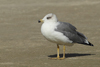 Larus armenicus