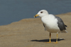 Larus armenicus