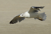 Larus armenicus