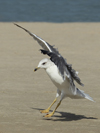 Larus armenicus