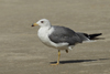 Larus armenicus