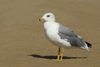 Larus armenicus