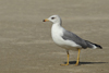 Larus armenicus