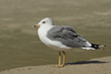Larus armenicus