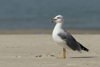 Larus armenicus