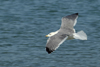 Larus armenicus