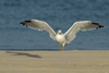 Larus armenicus