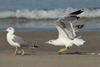 Larus armenicus