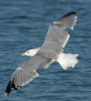 Larus armenicus