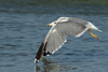 Larus armenicus