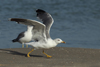 Larus armenicus
