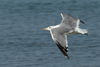 Larus armenicus