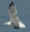 Larus armenicus