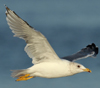 Larus armenicus