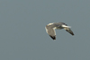 Larus armenicus