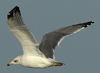 Larus armenicus