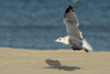 Larus armenicus