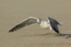 Larus armenicus