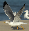 Larus armenicus
