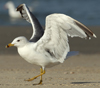 Larus armenicus