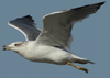 Larus armenicus