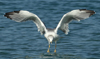 Larus armenicus