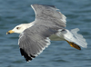 Larus armenicus