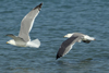 Larus armenicus