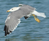 Larus armenicus