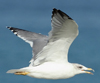 Larus armenicus
