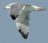 Larus armenicus