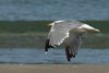 Larus armenicus