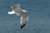 Larus armenicus