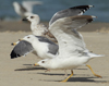 Larus armenicus
