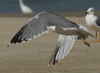 Larus armenicus