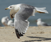 Larus armenicus