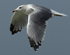 Larus armenicus
