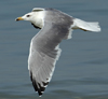 Larus armenicus