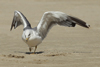 Larus armenicus