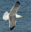 Larus armenicus