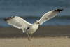 Larus armenicus