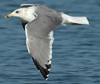 Larus armenicus