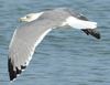 Larus armenicus