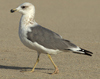 Larus armenicus