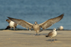 Larus armenicus