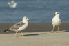 Larus armenicus