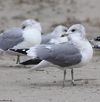 adult Common Gull (40233 bytes)