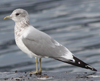 2cy Common Gull (77401 bytes)