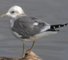 2cy Common Gull (77401 bytes)